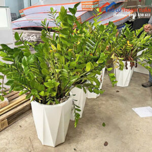 Cây Kim Tiền Cũ Chậu Sứ Trắng Đẹp Giá Tốt