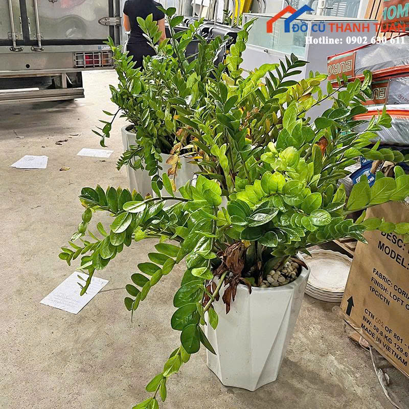 z7048867683783_86a9abb7b27c6fb54309c9dbd0547096 Cây Kim Tiền Cũ Chậu Sứ Trắng Đẹp Giá Tốt